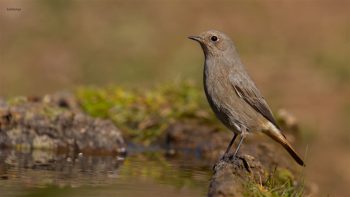 Black Redstart
