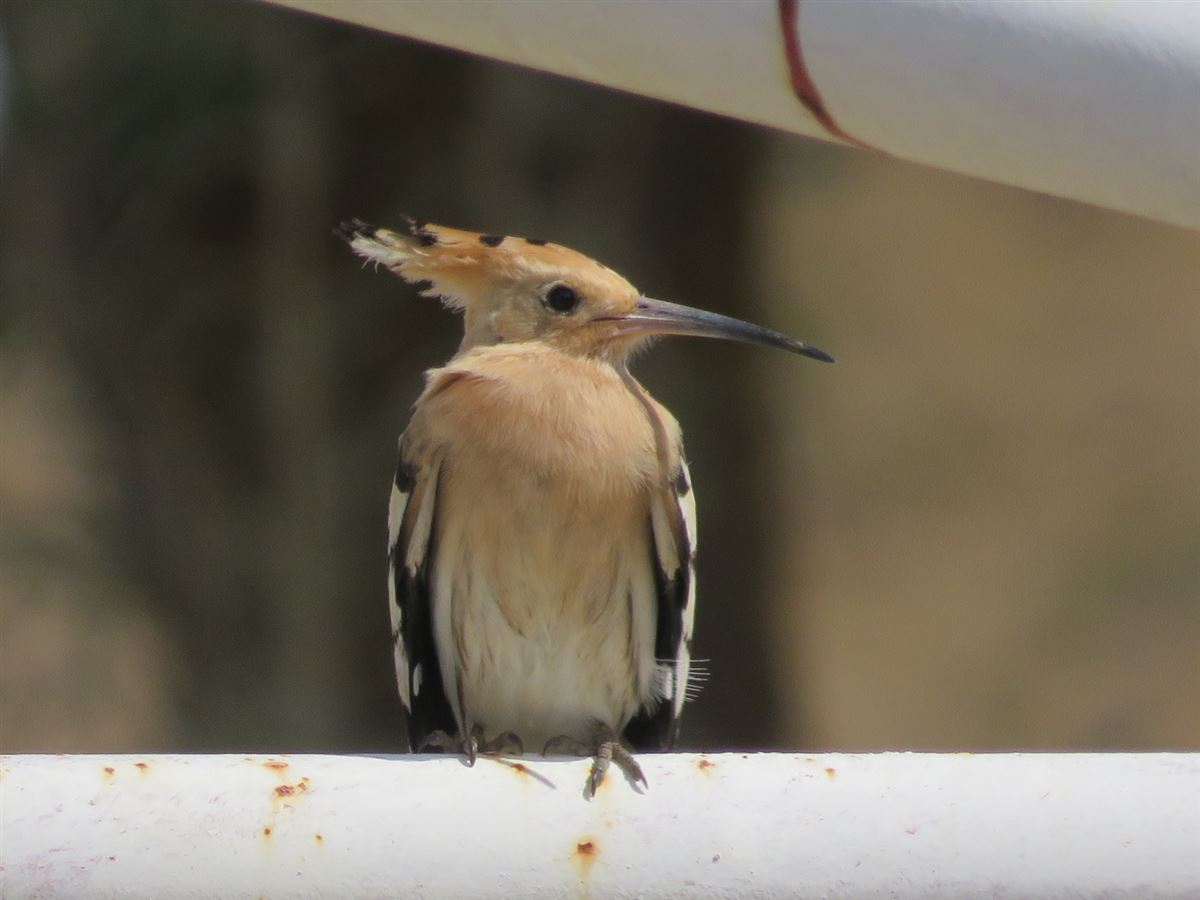 Eurasian Hoopoe