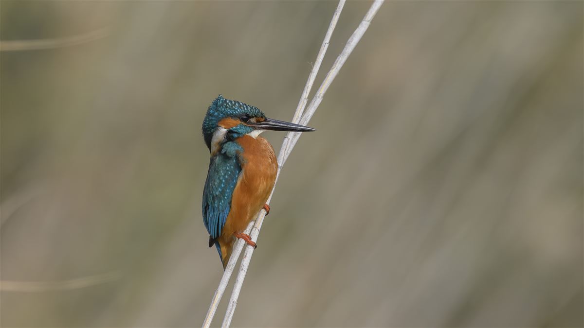 Common Kingfisher