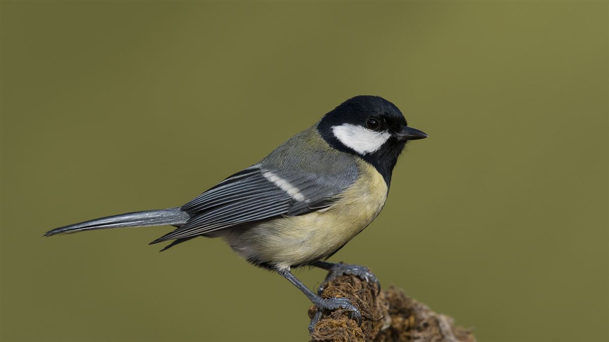 Great Tit