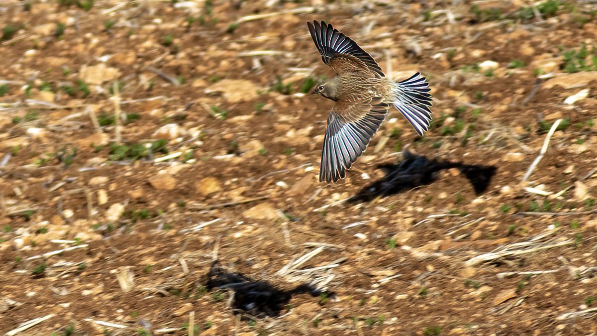 Common Linnet