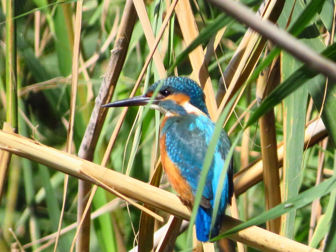 Common Kingfisher