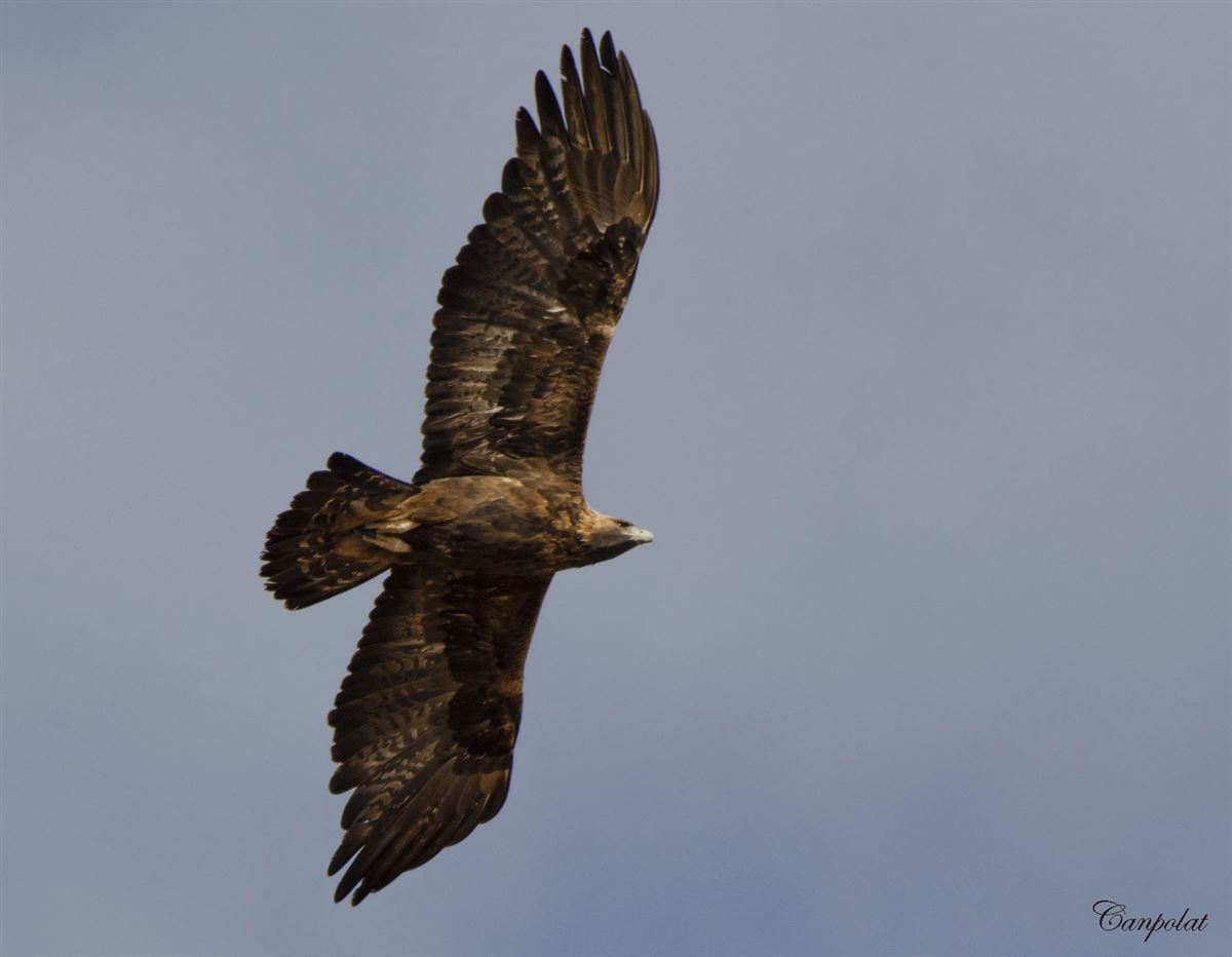 Golden Eagle