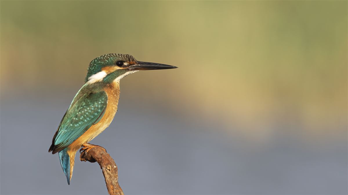 Common Kingfisher