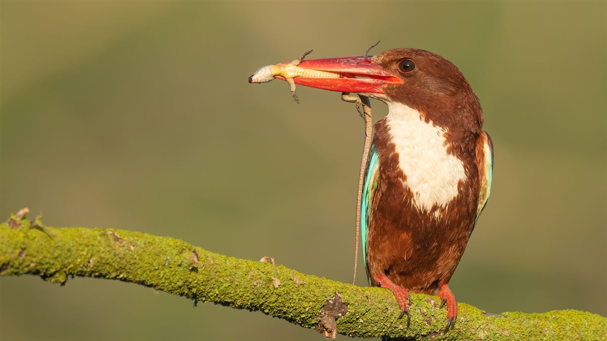 White-throated Kingfisher