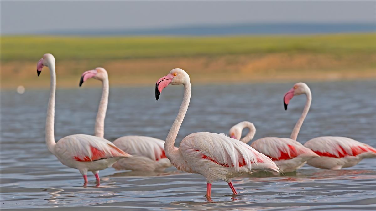 Greater Flamingo