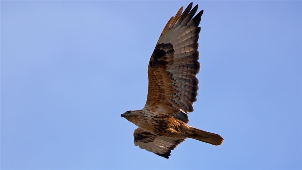 Long-legged Buzzard