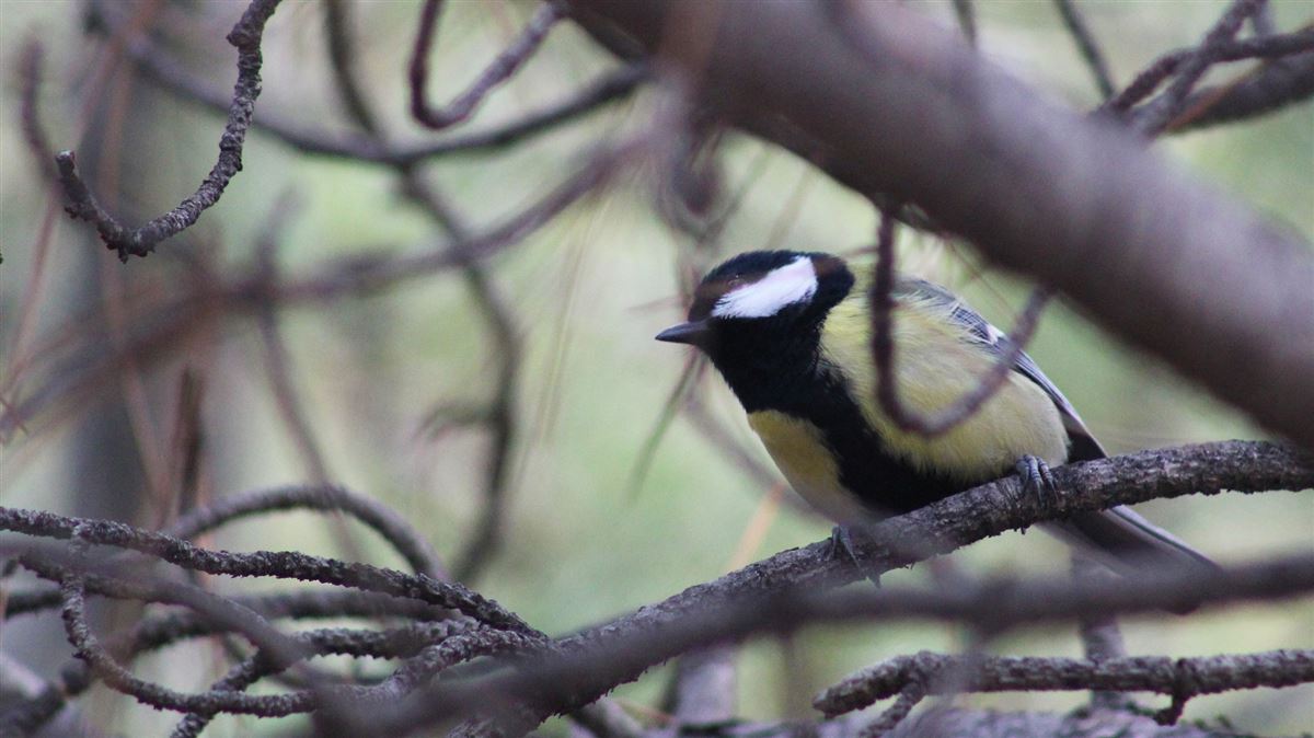 Great Tit