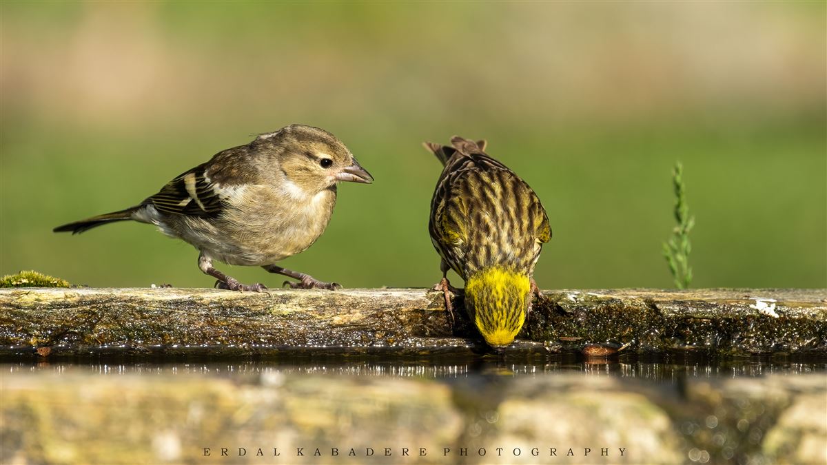 Common Chaffinch