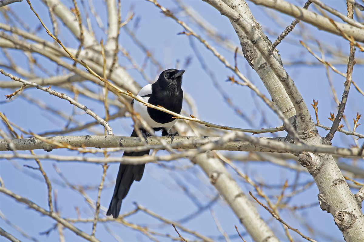 Eurasian Magpie