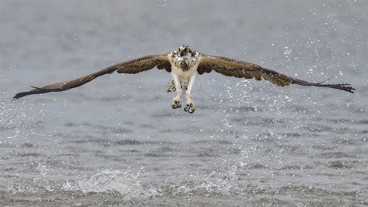 Osprey