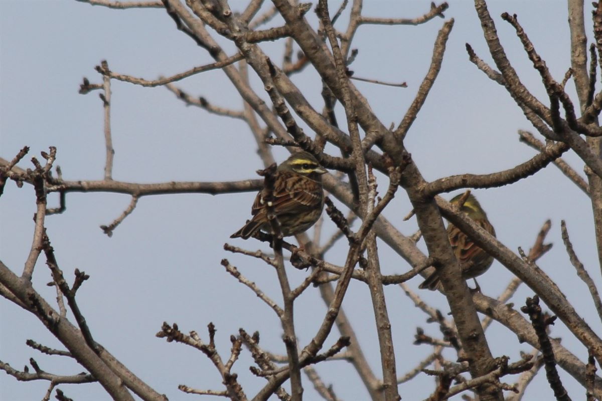Cirl Bunting