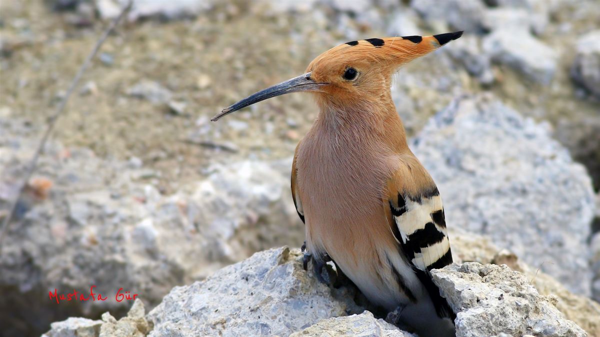 Eurasian Hoopoe