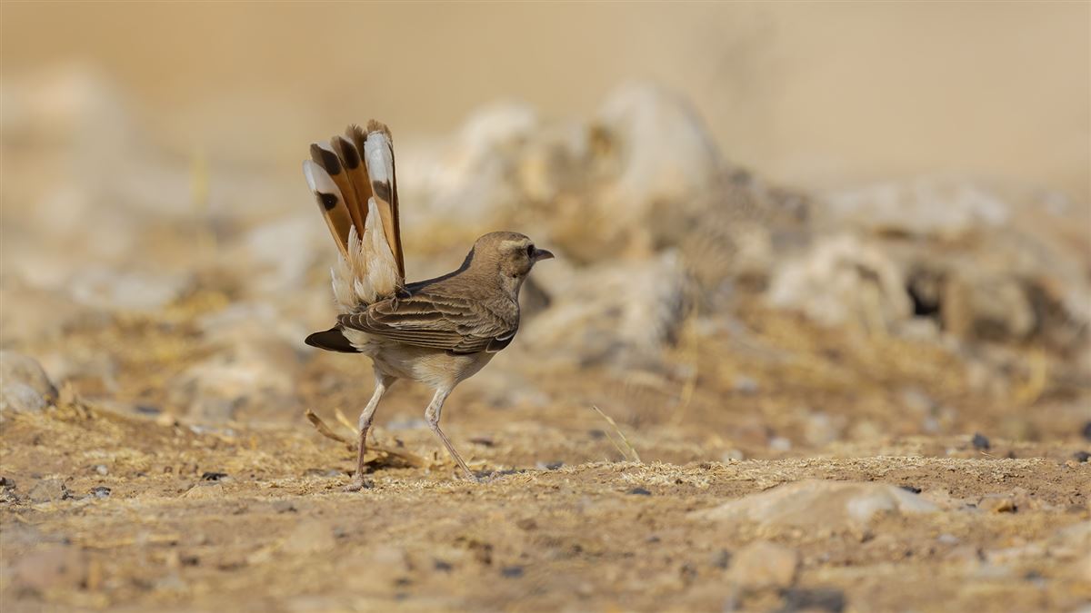 Rufous-tailed Scrub Robin