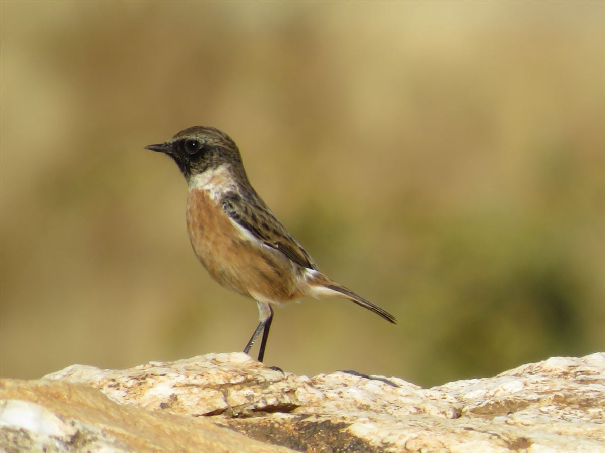 European Stonechat