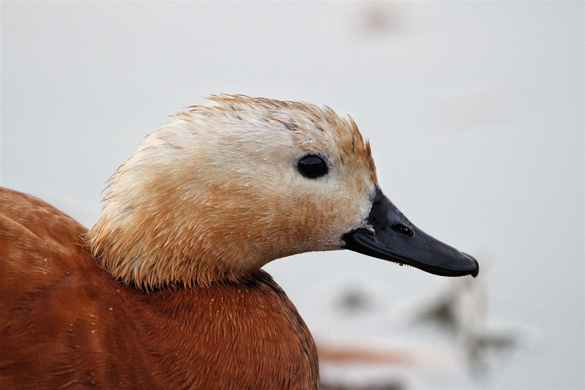 Ruddy Shelduck