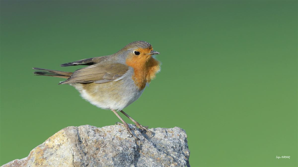 European Robin