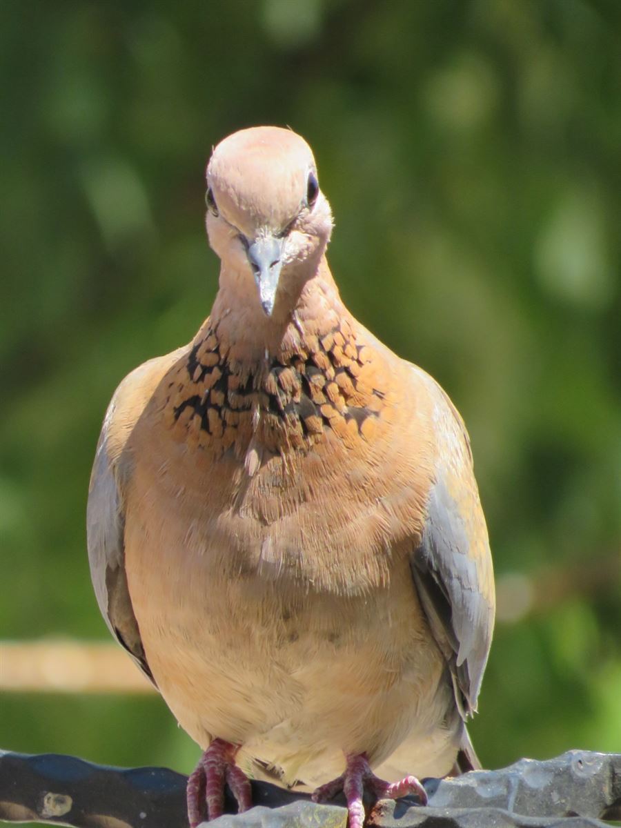 Laughing Dove