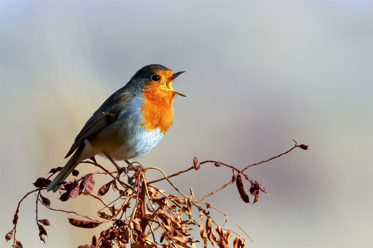 European Robin