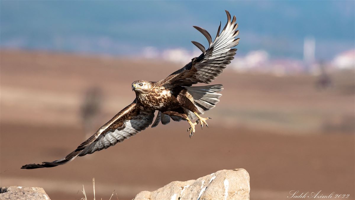 Long-legged Buzzard