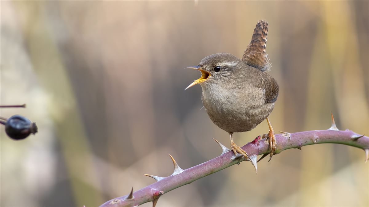 Eurasian Wren