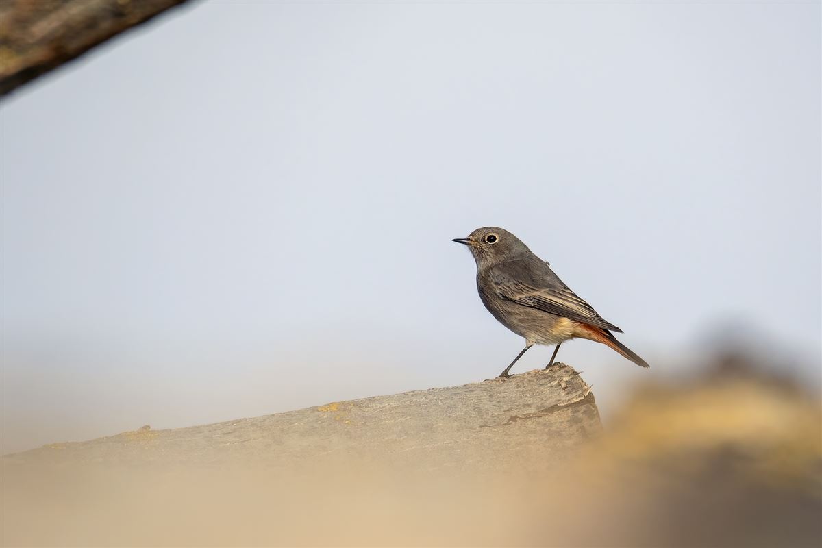 Black Redstart