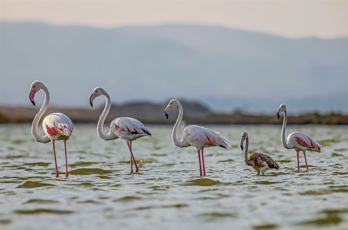 Greater Flamingo
