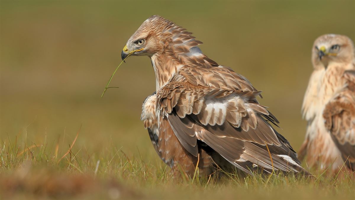 Long-legged Buzzard