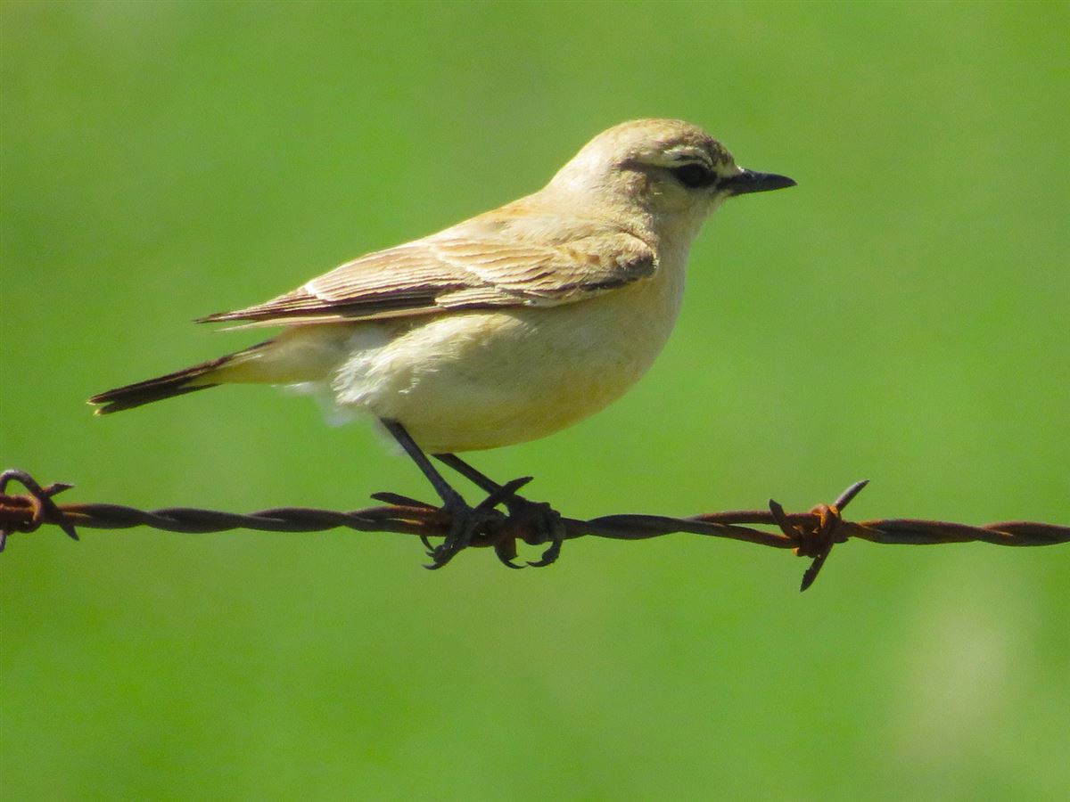 Isabelline Wheatear