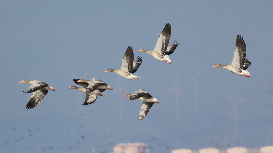 Greylag Goose