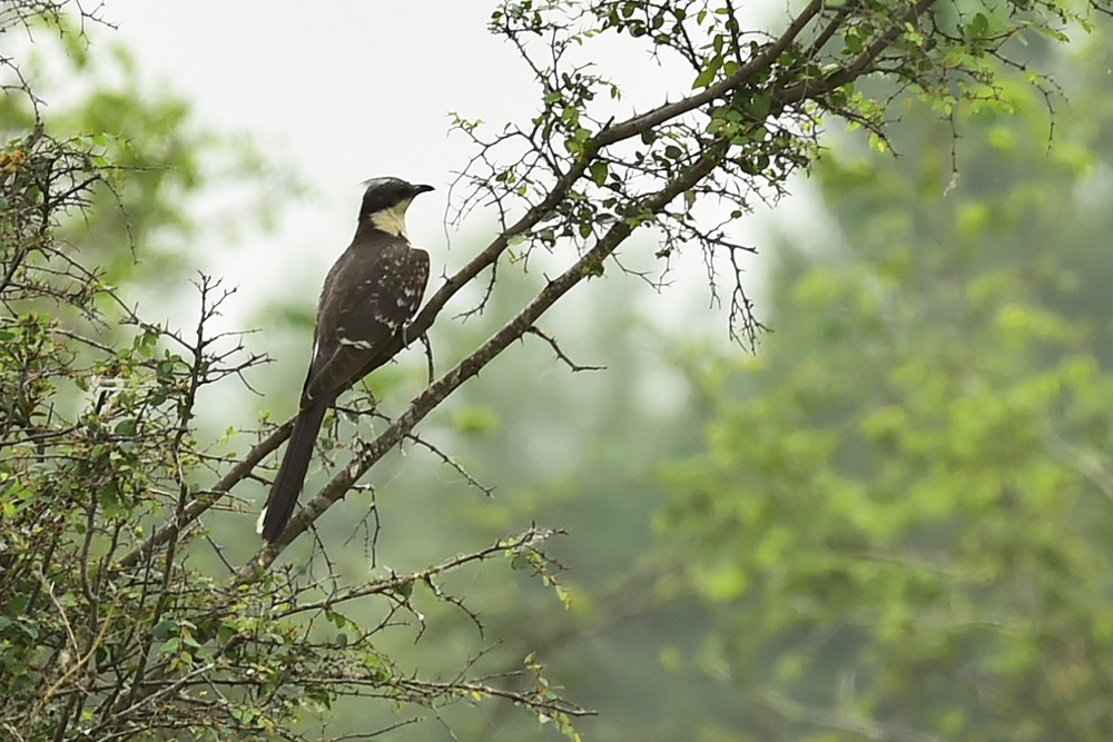Great Spotted Cuckoo
