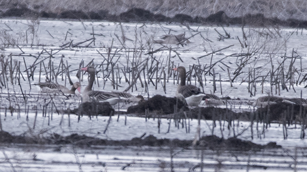 Greylag Goose
