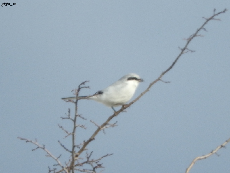 Great Grey Shrike