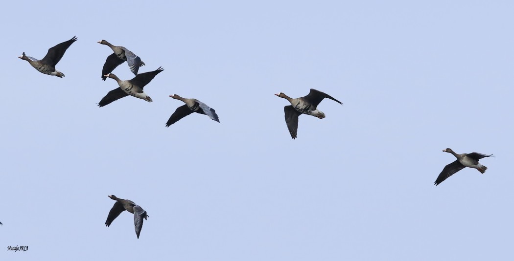 Greater White-fronted Goose