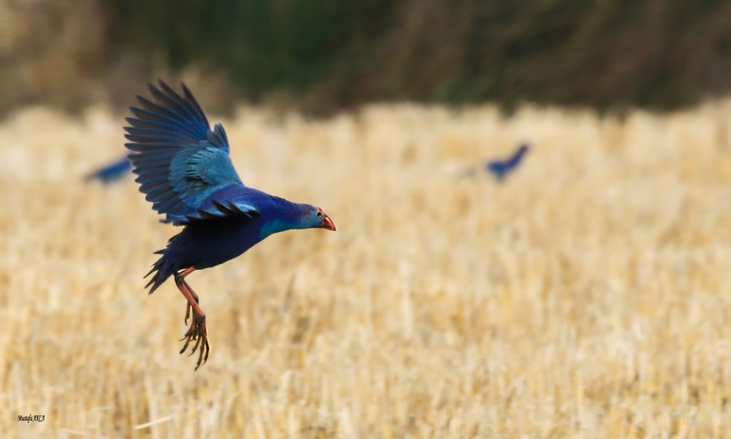 Grey-headed Swamphen