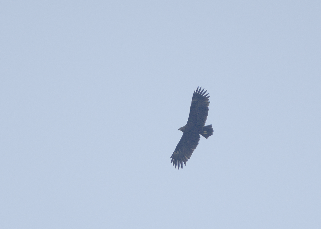 Greater Spotted Eagle