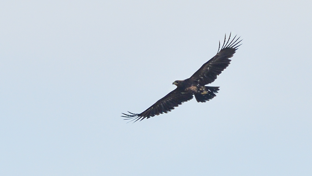Greater Spotted Eagle