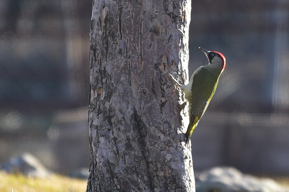 European Green Woodpecker