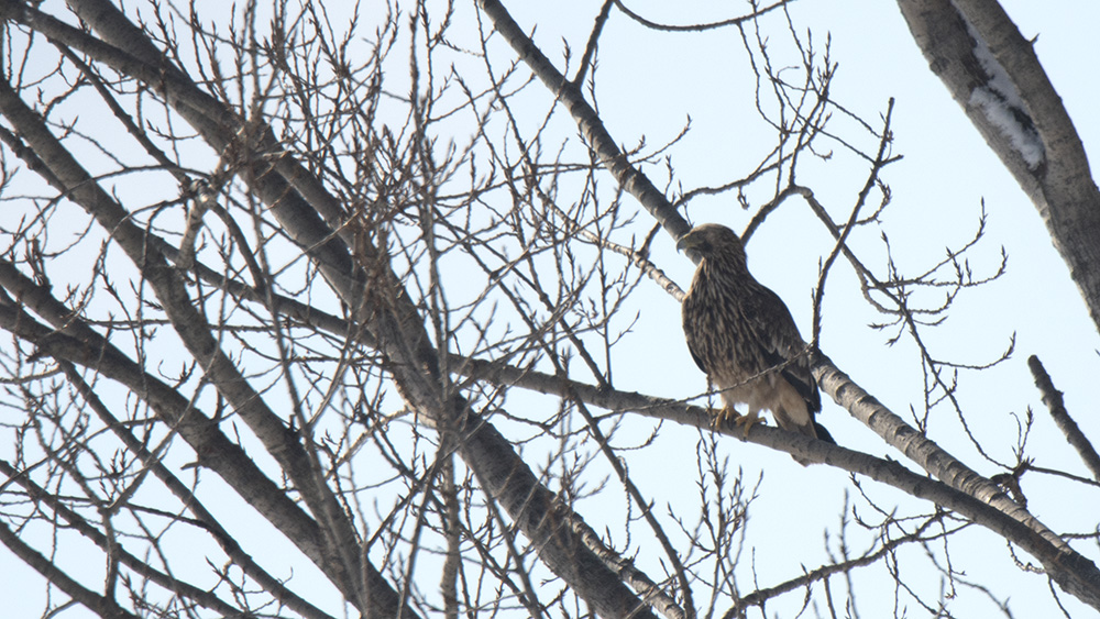 Eastern Imperial Eagle