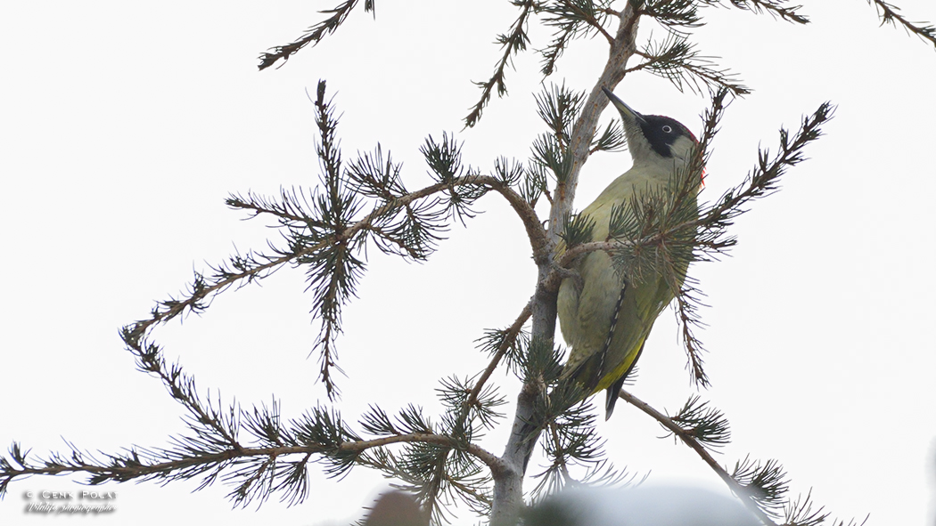European Green Woodpecker