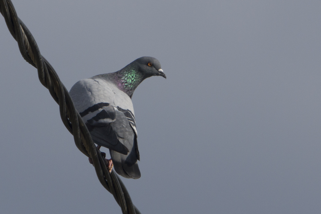 Rock Dove