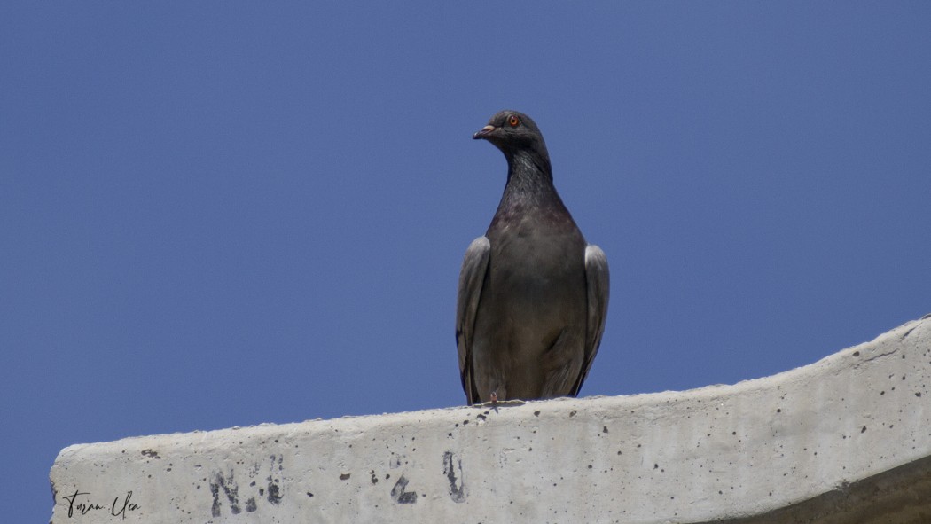 Rock Dove