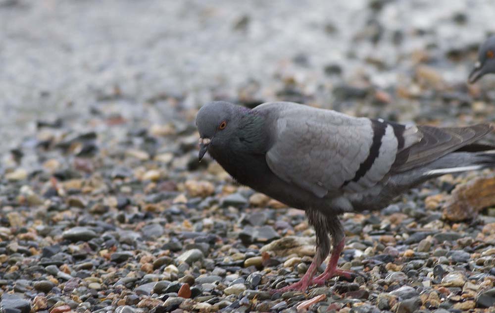 Rock Dove