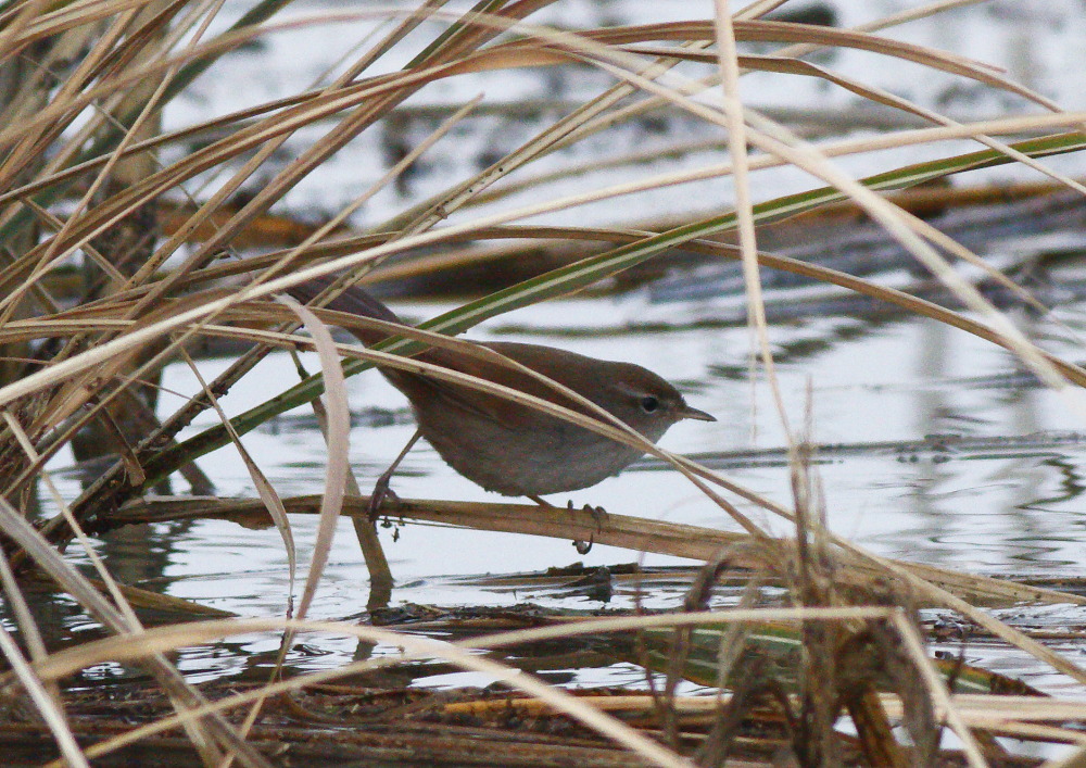 Cetti`s Warbler
