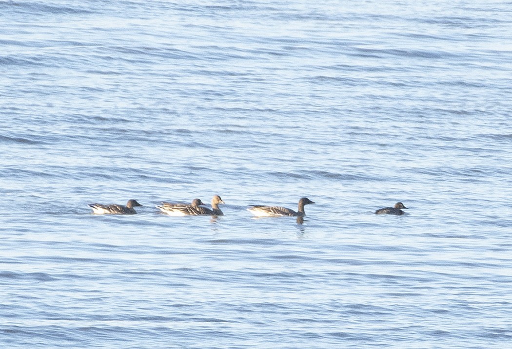 Tundra Bean Goose