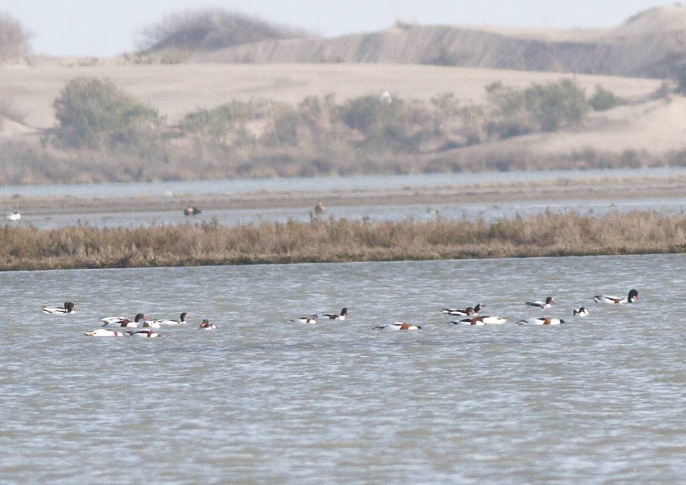 Common Shelduck