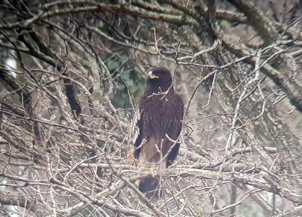 Greater Spotted Eagle