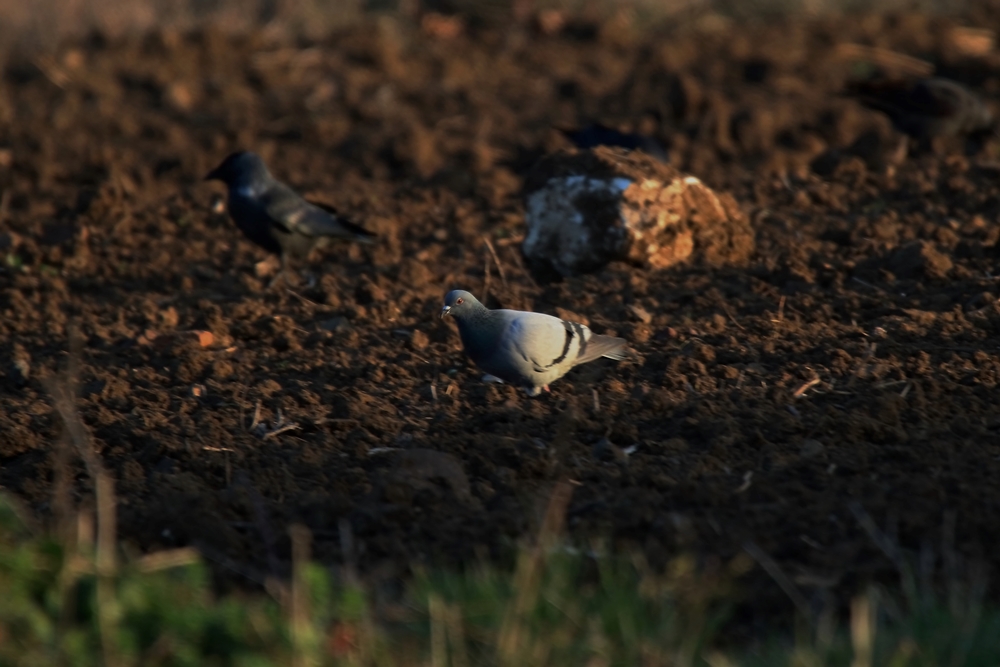 Rock Dove