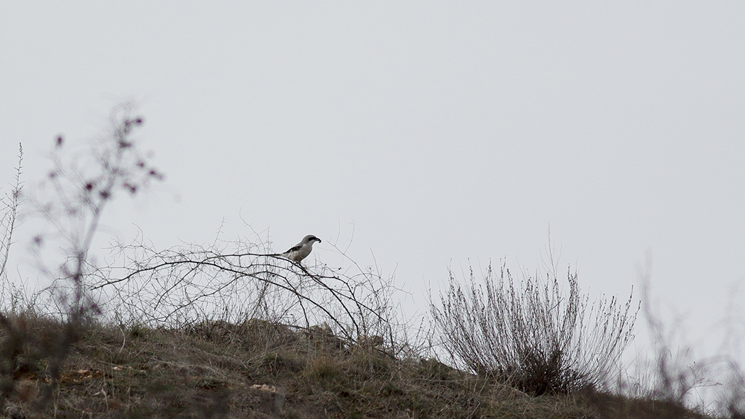 Great Grey Shrike