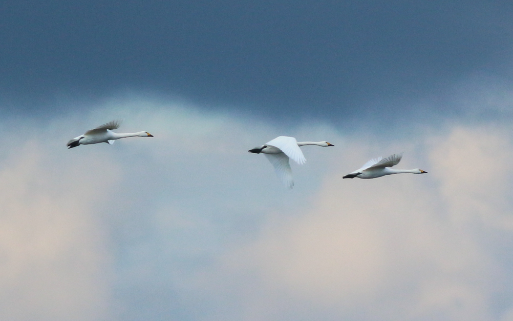 Tundra Swan